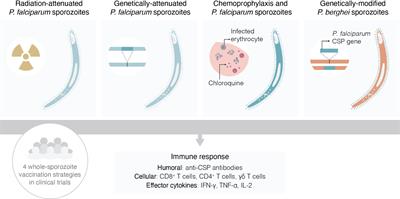 Five decades of clinical assessment of whole-sporozoite malaria vaccines